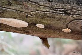 Attēlu rezultāti vaicājumam “Antrodia albida”