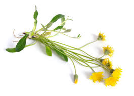 Attēlu rezultāti vaicājumam “Hieracium”