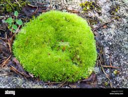 Attēlu rezultāti vaicājumam “Leucobryum glaucum”