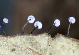 Attēlu rezultāti vaicājumam “Didymium nigripes”