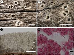 Attēlu rezultāti vaicājumam “Stictis”