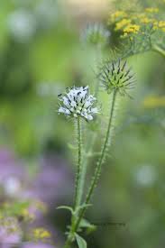 Image result for Dipsacus pilosus