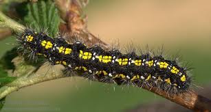 Attēlu rezultāti vaicājumam “Callimorpha dominula”