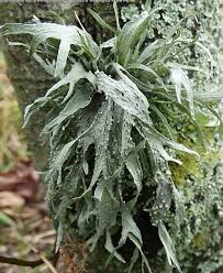 Attēlu rezultāti vaicājumam “Ramalina calicaris”