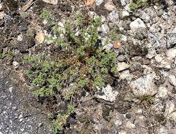 Attēlu rezultāti vaicājumam “Scleranthus annuus”