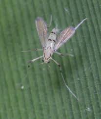 Attēlu rezultāti vaicājumam “Tanytarsus”