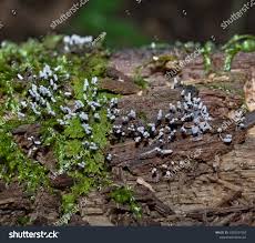 Attēlu rezultāti vaicājumam “Arcyria cinerea young”