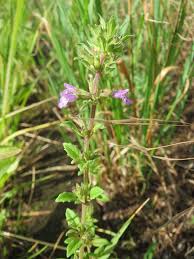 Attēlu rezultāti vaicājumam “Acinos arvensis flower”