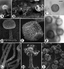 Attēlu rezultāti vaicājumam “Didymium nigripes”
