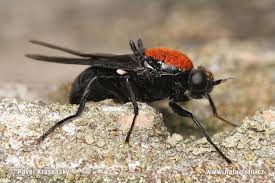 Attēlu rezultāti vaicājumam “Clitellaria ephippium”