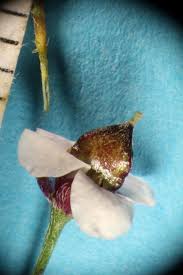 Attēlu rezultāti vaicājumam “Anthyllis maritima bud”