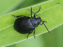 Attēlu rezultāti vaicājumam “Galeruca tanaceti”