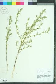 Attēlu rezultāti vaicājumam “Corispermum hyssopifolium”