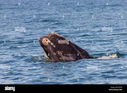 Image result for Eubalaena glacialis