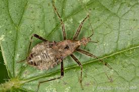 Attēlu rezultāti vaicājumam “Himacerus apterus”