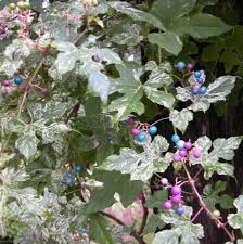 Attēlu rezultāti vaicājumam “Ampelopsis glandulosa var. brevipedunculata”