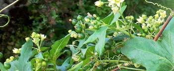 Attēlu rezultāti vaicājumam “Bryonia alba bud”