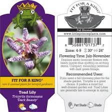 Image result for Tricyrtis `Black Beauty`