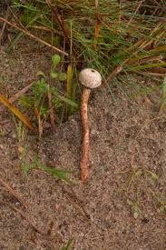 Attēlu rezultāti vaicājumam “Tulostoma fimbriatum”