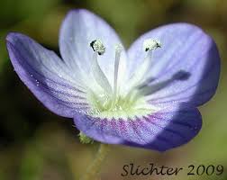 Attēlu rezultāti vaicājumam “Veronica persica”