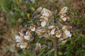 Attēlu rezultāti vaicājumam “Epipactis palustris bud”