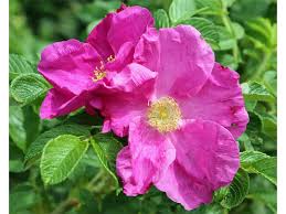 Attēlu rezultāti vaicājumam “Rosa majalis”