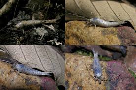 Attēlu rezultāti vaicājumam “Machilidae”