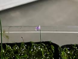 Attēlu rezultāti vaicājumam “Utricularia x neglecta flower”