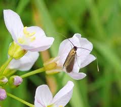 Attēlu rezultāti vaicājumam “Cauchas rufimitrella”