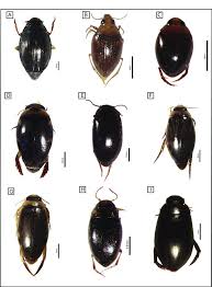 Attēlu rezultāti vaicājumam “Gyrinidae”