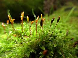 Attēlu rezultāti vaicājumam “Hypnum cupressiforme sporophyte”