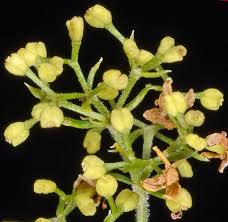 Attēlu rezultāti vaicājumam “Galium verum bud”