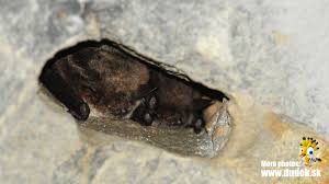 Attēlu rezultāti vaicājumam “Myotis dasycneme”