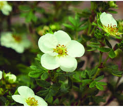 Attēlu rezultāti vaicājumam “Pentaphylloides fruticosa leaf”