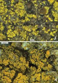 Attēlu rezultāti vaicājumam “Candelariella sp.”