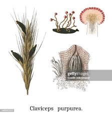 Attēlu rezultāti vaicājumam “Claviceps purpurea”