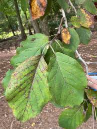 Attēlu rezultāti vaicājumam “Magnolia acuminata leaf”