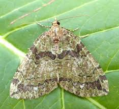 Attēlu rezultāti vaicājumam “Hydriomena furcata”