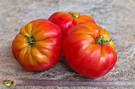 Afbeeldingsresultaat voor prudence purple tomato