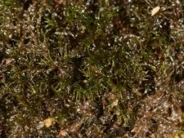 Attēlu rezultāti vaicājumam “Schistidium apocarpum macro”