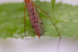 Attēlu rezultāti vaicājumam “Cribraria ferruginea macro”