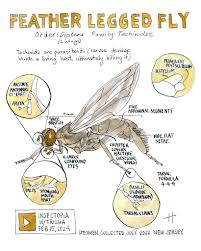 Attēlu rezultāti vaicājumam “Tachinidae”