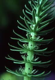 Attēlu rezultāti vaicājumam “Hippuridaceae”