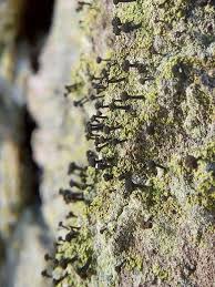 Attēlu rezultāti vaicājumam “Calicium viride”