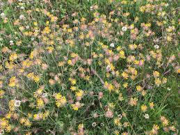 Attēlu rezultāti vaicājumam “Anthyllis arenaria”