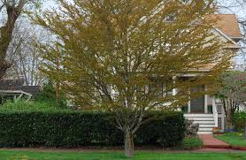 Attēlu rezultāti vaicājumam “Cercidiphyllum japonicum”