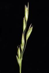 Attēlu rezultāti vaicājumam “Danthonia decumbens”