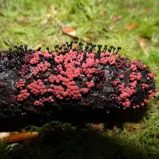 Attēlu rezultāti vaicājumam “Heterotrichia pomiformis (syn. Arcyria pomiformis)”