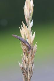 Attēlu rezultāti vaicājumam “Claviceps purpurea”