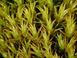 Attēlu rezultāti vaicājumam “Hymenostylium recurvirostrum macro”